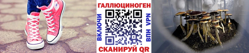 Купить закладки  Татарск  Галлюциногенные грибы прущие грибы 